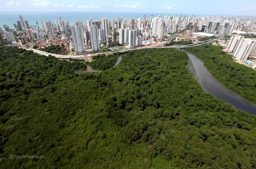 Manguezal Via Mangue Recife PE