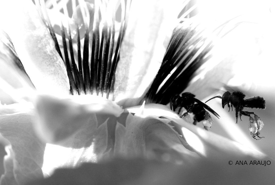 Caatinga Abelhas Arapuã PE